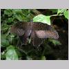 Papilio sp - steinhude 01a.jpg